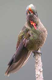 Rainbow-bearded Thornbill © John Muddeman